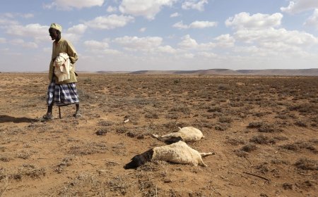 How El Nino, a ‘silent killer’ could impact health, food, economy; poses 'new risk, but not a gamechanger' experts say