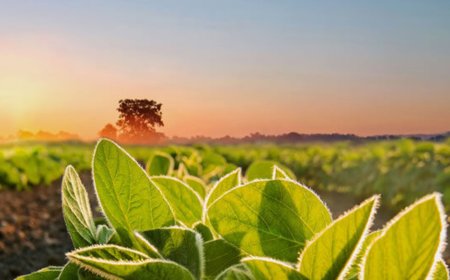 Crop Life Science IPO: Check GMP, subscription status, other key issue details to know