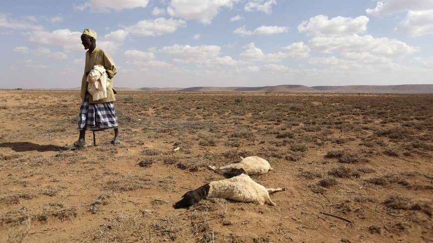 How El Nino, a ‘silent killer’ could impact health, food, economy; poses 'new risk, but not a gamechanger' experts say