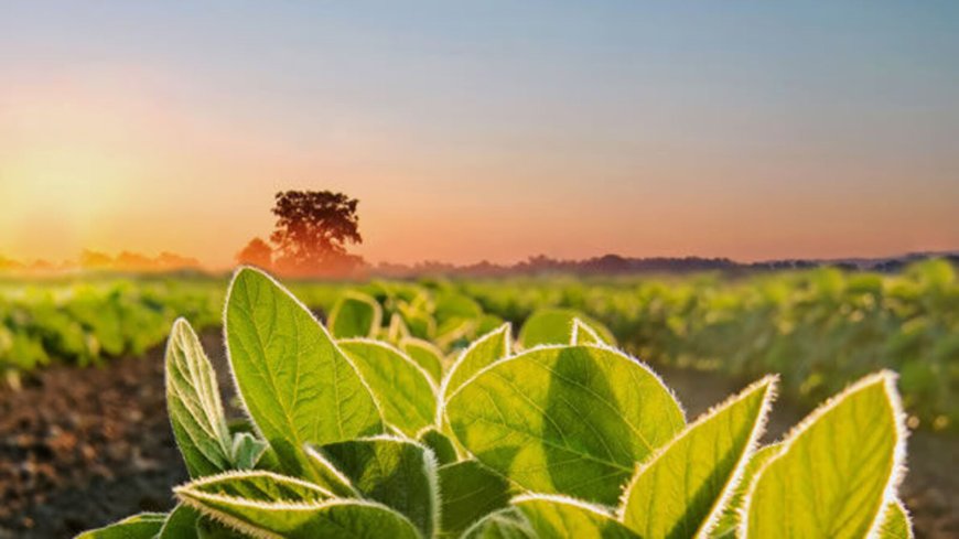 Crop Life Science IPO: Check GMP, subscription status, other key issue details to know