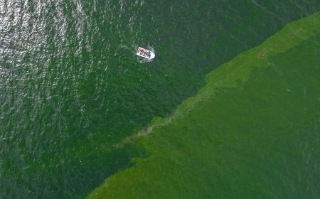 Extreme plankton bloom creates marine 'dead zone' off eastern Thailand