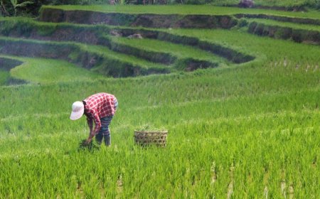 City Crops Agro IPO: GMP, subscription status on day 1, other details