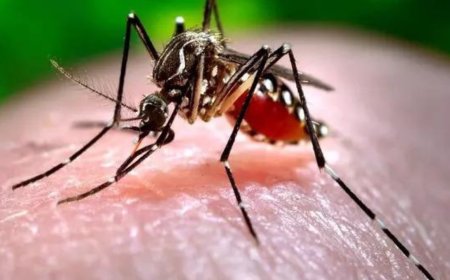 Bangladesh dengue outbreak: Death toll crosses 1000