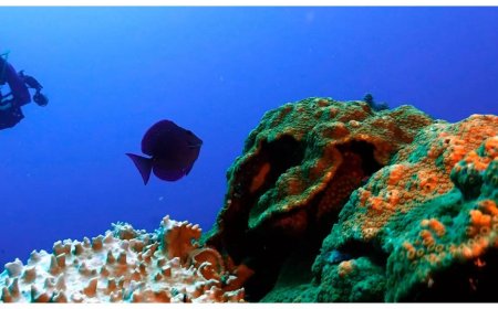 Eerie finds on Texas beaches: Researchers uncover 'witch bottles' in the Gulf