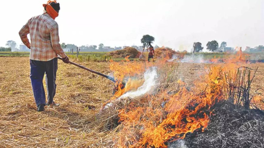 Delhi-NCR pollution: Farmers being made villain, SC observes