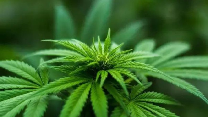 Ukraine legalises use of Marijuana to help treat trauma of war