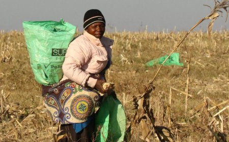 Zimbabwe bets on no till farming to reduce El Nino impact on grain