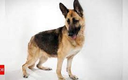 Dog guards bodies of owner, friend for 48 hrs in snow