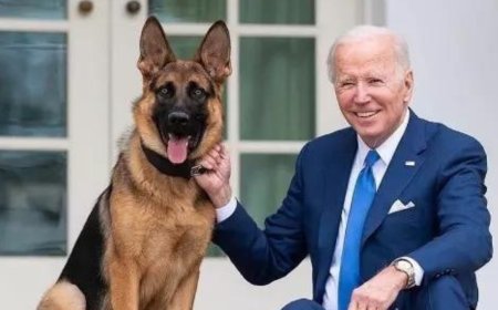 Joe Biden's dog Commander bit agents at least 24 times