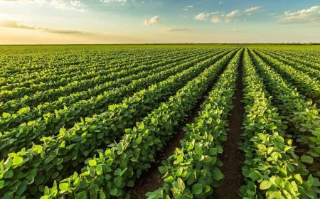 Indian stock market: Nova Agritech shares give 70% return to allottees within one month of IPO listing