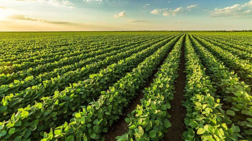 Indian stock market: Nova Agritech shares give 70% return to allottees within one month of IPO listing