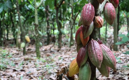 Cocoa is more expensive than copper