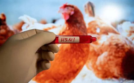 FAQs: Remnants of bird flu virus found in retail milk in US: What you need to know