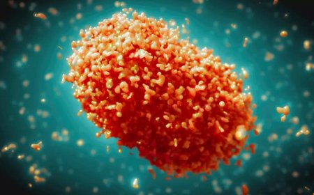 'Dangerous strain of monkeypox virus gains ability to spread through sexual contact'