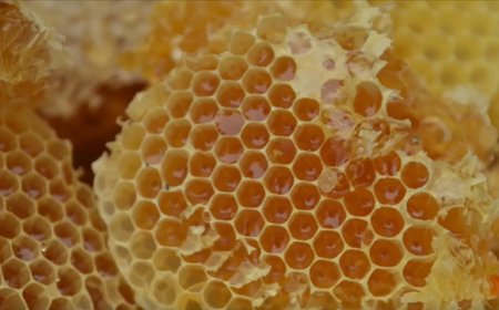 ‘Human faeces’ in overhead water tank turn out to be honeycomb