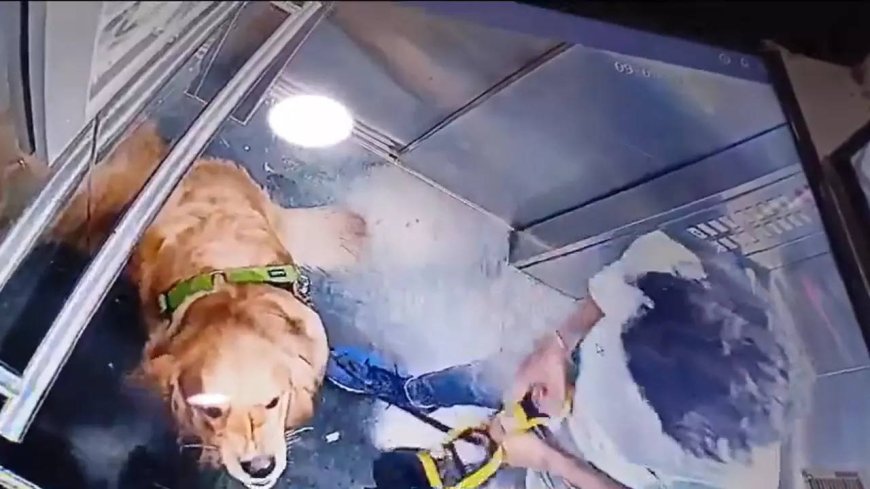 Watch: Man brutally thrashes dog inside lift; netizens in shock