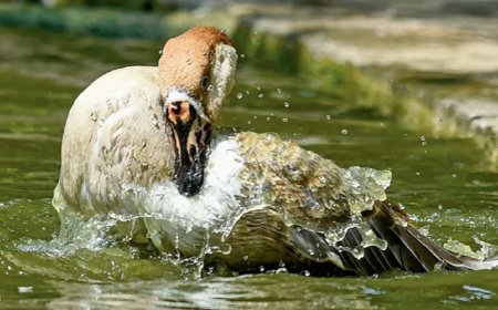 Delhi heat index hits 50°C, relief likely in 2 days, says IMD