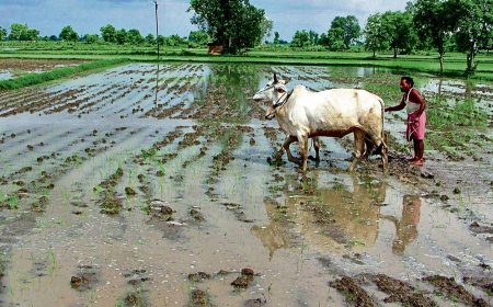 Cabinet approves increase in MSP of 14 kharif crops for 2024-25 season