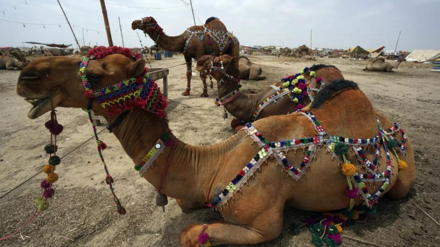 Pakistani men cut camel's leg for trespassing, post video