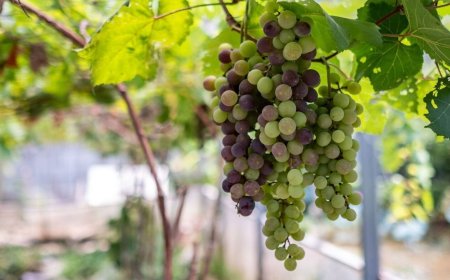 India seeks market access, VHT approval to boost grape exports to New Zealand