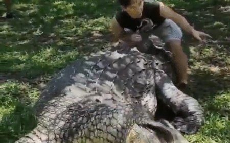 साउथ अफ्रीका में दुनिया का सबसे बूढ़ा मगरमच्छ, उम्र-123 साल:1900 में बोत्सवाना में पैदा हुआ; 6 मेटिंग पार्टनर्स से 10 हजार बच्चे पैदा किए