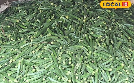 किसान ने 3 बीघे में की भिंडी की खेती, मेहनत लागत कम; मुनाफ हो रहा ज्यादा