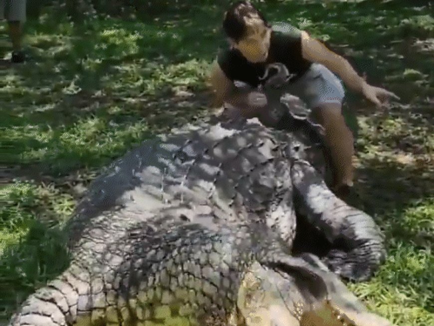 साउथ अफ्रीका में दुनिया का सबसे बूढ़ा मगरमच्छ, उम्र-123 साल:1900 में बोत्सवाना में पैदा हुआ; 6 मेटिंग पार्टनर्स से 10 हजार बच्चे पैदा किए