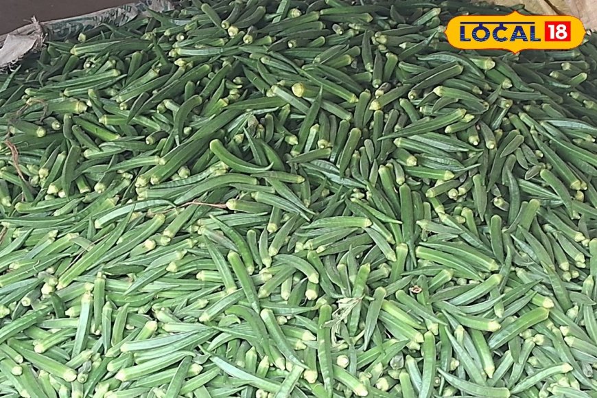 किसान ने 3 बीघे में की भिंडी की खेती, मेहनत लागत कम; मुनाफ हो रहा ज्यादा