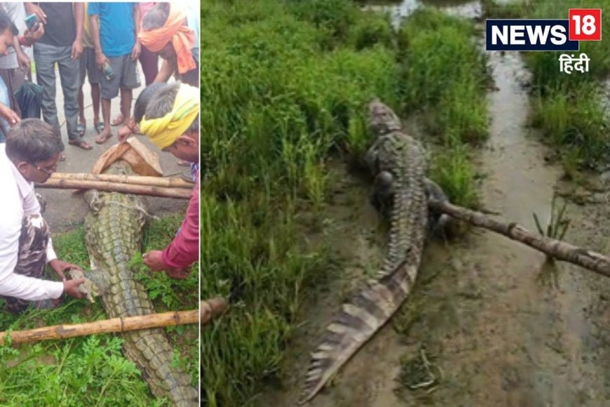 गांव में घूमता दिखा 10 फीट लंबा मगरमच्छ, लोगों में दहशत