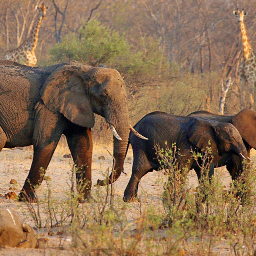 जिम्बाब्वे में 200 हाथियों को मारकर मीट बांटेंगे:40 साल की सबसे बड़ी भुखमरी की वजह से फैसला, 7 करोड़ लोगों के खाने का संकट