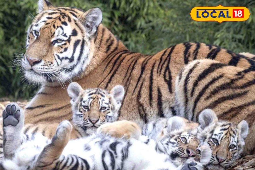 एमपी के सबसे बड़े टाइगर रिजर्व का आज पहला बर्थडे, 49 साल पहले शुरू हुआ था सफर