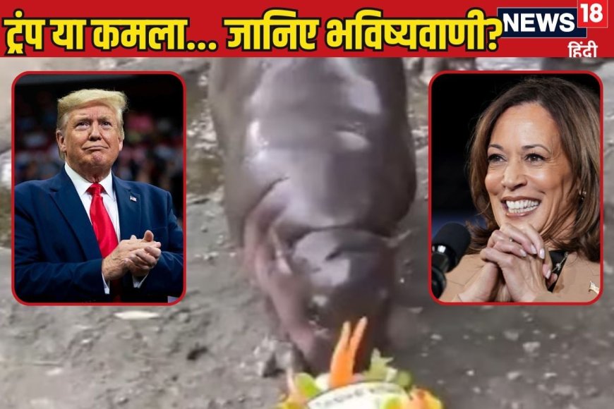 कमला या ट्रंप... कौन जीत रहा अमेरिका चुनाव? बेबी हिप्पो ने कर दी भविष्यवाणी
